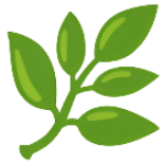 Rosemary oil for growth